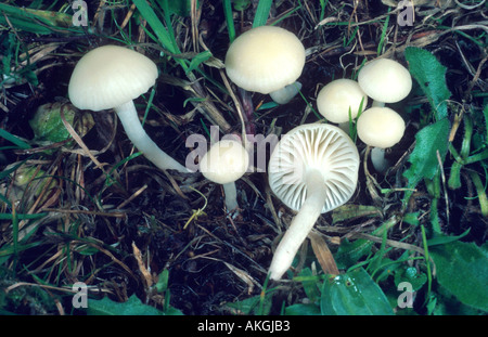 Snowy waxcap (Hygrocybe virginea, Camarophyllus virgineus, Camarophyllus niveus), gruppo su un prato, Germania, Hesse, Cassel Foto Stock