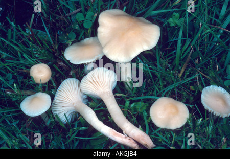 Snowy waxcap (Hygrocybe virginea var. fuscescens, Camarophyllus fuscescens), gruppo tra erbe, Germania nord Rhine-Westph Foto Stock