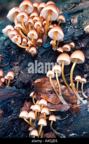 Bella cofano (Mycena renati, Mycena flavipes), gruppo su deadwood, Germania, Allgaeu, Trettach Foto Stock