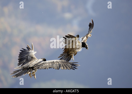 Coppia di immaturi avvoltoi Lammergeier visualizzazione in volo Foto Stock