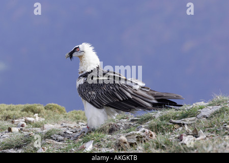 Adulto Lammergeier Vulture in corrispondenza di una alimentazione sitre nei Pirenei spagnoli Foto Stock