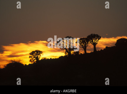 Faretra Tree Aloe dichotoma al tramonto Keetmanshoop Namibia Foto Stock