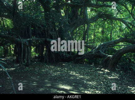 Banyan Tree Ficus benghalensis sole che filtra attraverso i rami Foto Stock