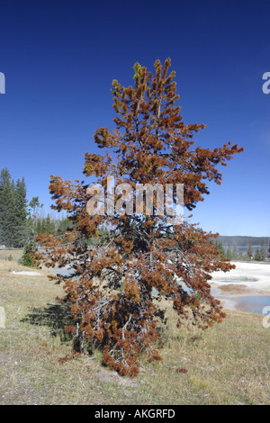 Morto e alberi danneggiati lodgepole pine Pinus contorta morendo dall'inquinamento Foto Stock