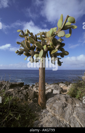 Cactus Ficodindia Opuntia echios var barringtonensis Santa Fe è Galapagos Foto Stock