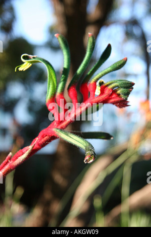 Kangaroo Paw Anigozanthus Western Australia Millefiori nativo Foto Stock