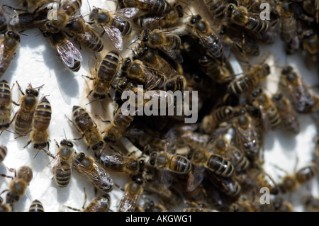Api mellifere sul pettine. Foto Stock