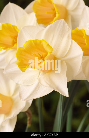 Narcissus 'salome' AGM (Daffodil) Divisione 2 grandi-tazza. Close up di bianco e giallo cremoso daffodil. Foto Stock