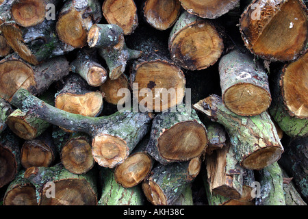 Una pila di ciocchi di legna da ardere, Hampshire, Inghilterra. Foto Stock