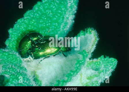 Foglia di menta coleotteri (Chrysolina menthastri) coppia coniugata su Mint (Mentha sp.) impianto Foto Stock