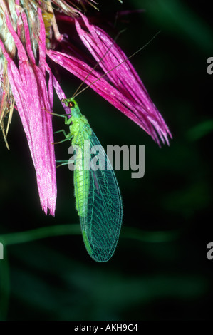Green Lacewing, Chrysoperla sp. Il fiore Foto Stock