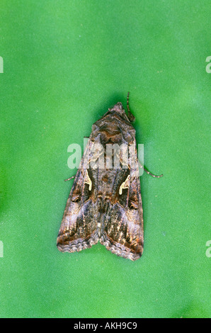 Argento Y Tarma Autographa gamma Foto Stock