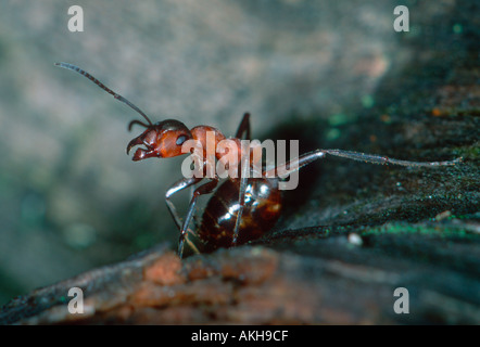 Legno Ant, formica rufa. Lavoratore in guardia Foto Stock