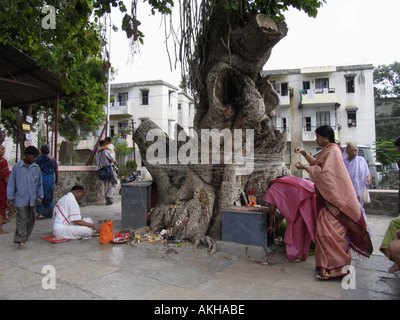 Festival indiano - Iva Savitri: il festival Savitri cade il giorno di luna piena del mese Jyeshtha, India Foto Stock