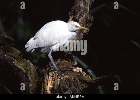 Airone guardabuoi, Ardeola ibis Foto Stock