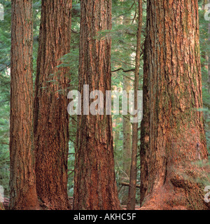 Douglas Fir Trees (Pseudotsuga menziesii) crescere nella foresta pluviale di antica formazione, Pacific West Coast, British Columbia, Canada Foto Stock