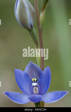 Sun profumata Orchidea (Thelymitra macrophylla) close-up di fiori, Mount Barker, Western Australia, Ottobre Foto Stock
