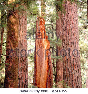 Douglas Fir Trees (Pseudotsuga menziesii) crescere nella Cattedrale Grove - un vecchio di crescita della foresta pluviale temperata, British Columbia, Canada Foto Stock