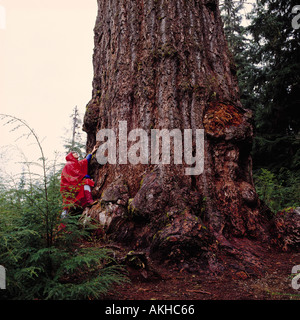 Escursionista cercando Red Creek Douglas Fir (Pseudotsuga menziesii) vicino a Port Renfrew, BC, Isola di Vancouver, British Columbia, Canada Foto Stock