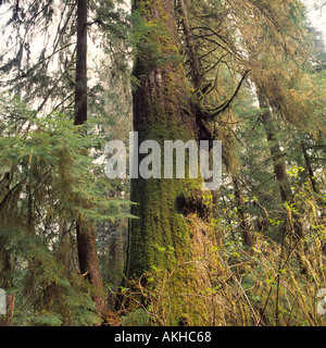 Tall Sitka Abete rosso (Picea sitchensis) in Valle Carmanah foreste pluviali temperate sull'Isola di Vancouver British Columbia Canada Foto Stock