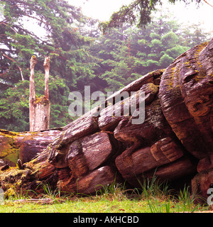 Il Totem Pole, Ninstints, Haida Gwaii, (Queen Charlotte isole), BC, British Columbia, Canada - Anthony Isola, Gwaii Haanas Park Foto Stock