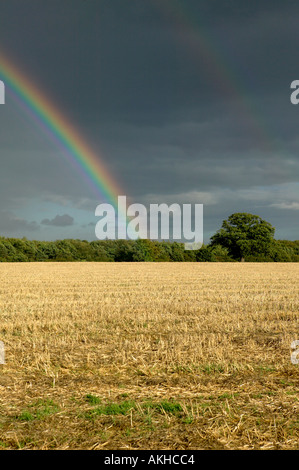 Rainbow arcobaleni Campo di stoppie albero linea East Anglia paesaggio Inghilterra Foto Stock