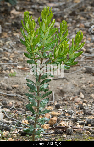 Banksia granito (Banksia verticillata) appena piantato un arbusto dopo la pioggia, Banksia Farm, Mount Barker, Australia occidentale Foto Stock