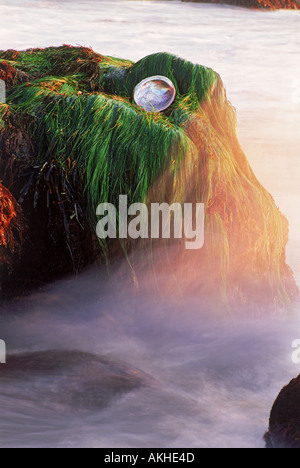 Abalone shell sul mare erba colpita da onda al tramonto Foto Stock