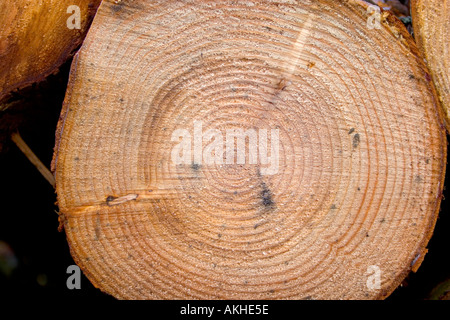 Legno di conifere taglio in primo piano mostrando anelli di crescita e la struttura di fine grano negli altopiani scozzesi in scozia regno unito Foto Stock
