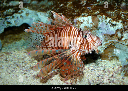 Pesci del leone Foto Stock