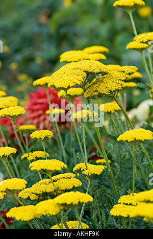 Achilia con fiore giallo testa Achilleas sono allegri di fiori selvaggi di confine e rock piante da giardino con teste appiattita in un intervallo o Foto Stock