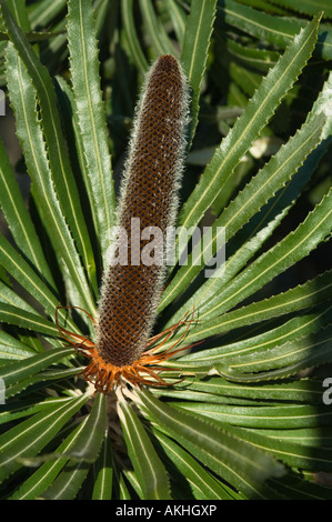 Snello candelabro Coast Banksia (Banksia attenuata) molto presto nuovi bud stadio Fitzgerald River National Park Australia Occidentale Foto Stock