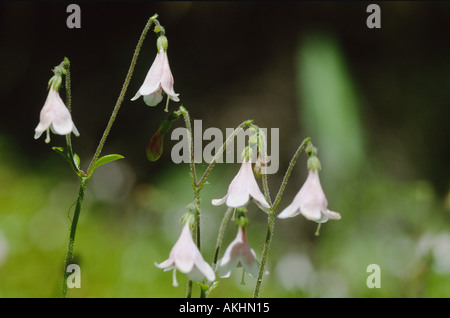 Twinflower linnaea borealis Rockies Canadesi Foto Stock