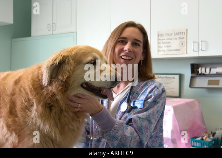 Un vecchio cane ottiene un check up presso una clinica veterinaria Foto Stock