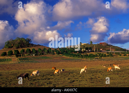 Mucche al pascolo del bestiame in pascolo farmland cascina nella periferia della città di Sainte-Anne Martinica Antille Francesi Foto Stock