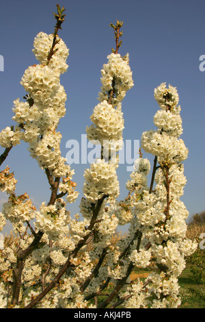 Gli alberi di ciliegio in fiore Foto Stock