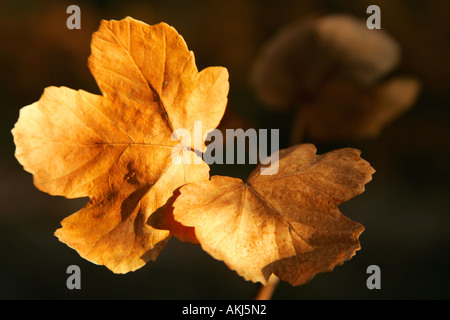 Albero di acero le foglie in autunno i colori Foto Stock