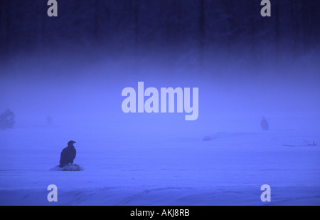 Aquila calva nella nebbia Foto Stock