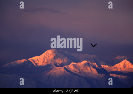 Aquila calva volando sopra la valle di chilkat Foto Stock