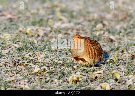 La Starna Perdix perdix su strade coperte di neve campo di grano therfield cambridgeshire Foto Stock