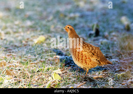 La Starna Perdix perdix alla ricerca permanente di avviso sul campo ghiacciato therfield cambridgeshire Foto Stock