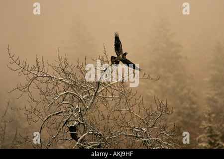 Aquila giovane calva che si decolora da un albero Foto Stock