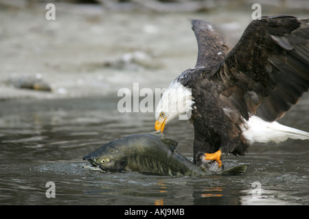 Aquila calva la cattura di un salmone Foto Stock