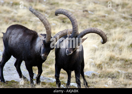 Lo spagnolo Ibex Capra pyrenaica maschi vecchi combattimenti durante la stagione di rut montagne Gredos Avila Provincia di Castiglia e Leon Spagna Foto Stock