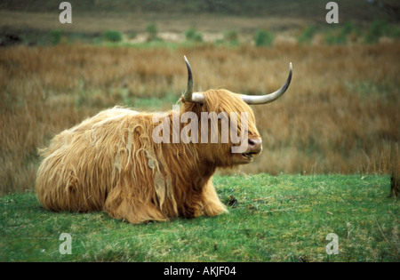 Mucca dell'altopiano Foto Stock