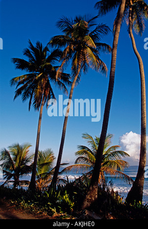 Palme di cocco, palme, spiaggia, città, Aguada, Porta del Sol, pianure costiere Valley, Puerto Rico, Caraibi, West Indies Foto Stock