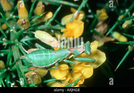 Nana europea Mantis, Ameles objecta. Femmina su fiori gialli. Vista superiore Foto Stock