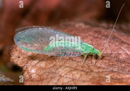 Green Lacewing, Chrysoperla sp. Foto Stock