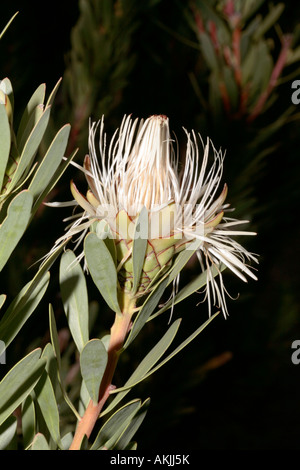 Protea lanceolata- Lanceleaf Sugarbush-Family Proteaceae e del gruppo di Proteas chiamato vero stato Sugarbushes vulnerabili Foto Stock