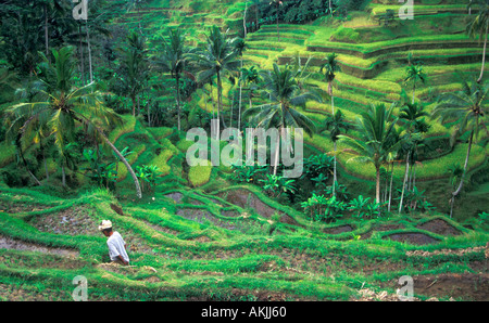 Campi di riso terrazzati in Tegallalang, centro di Bali (Indonesia) Foto Stock